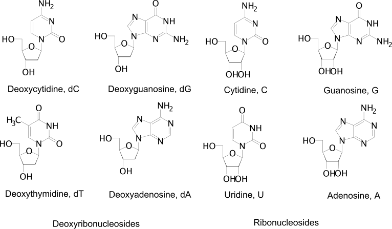 Top row: deoxycytidine (dC), deoxyguanosine (dG), cytidine (C), guanosine (G).
Bottom row: deoxythymidine (dT), deoxyadenosine (dA), uridine (U), adenosine (A).