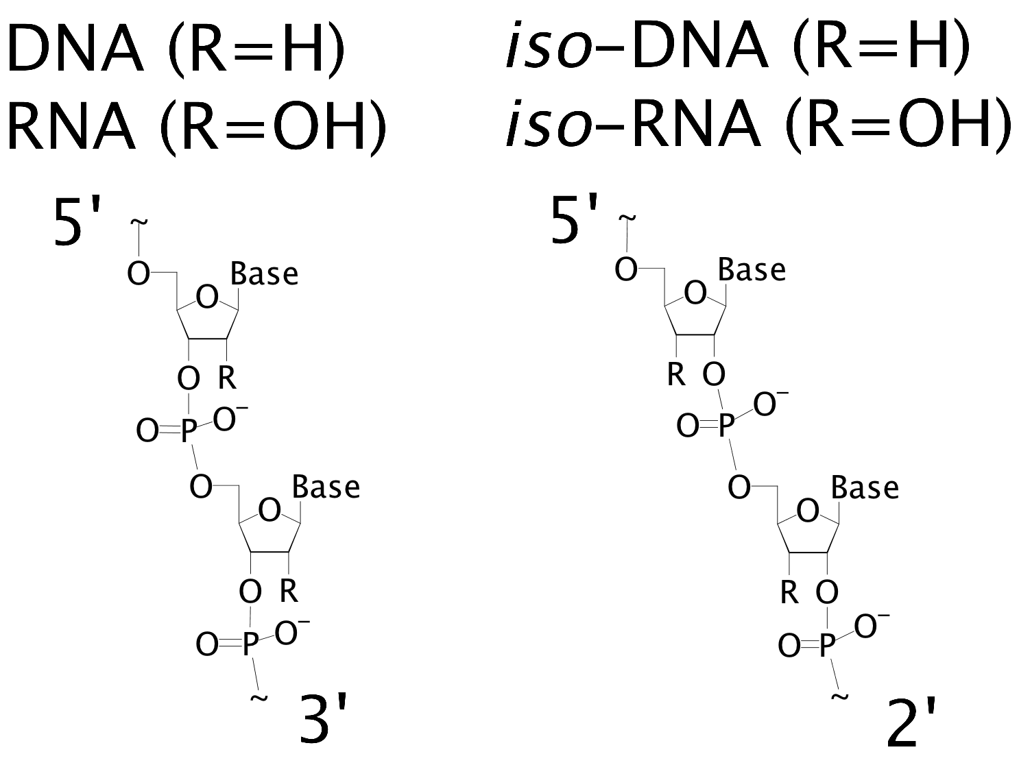 Left: traditional DNA and RNA linking scheme. Right: iso- DNA and RNA
linking scheme. The R-group of DNA is H; for RNA the R-group is OH.