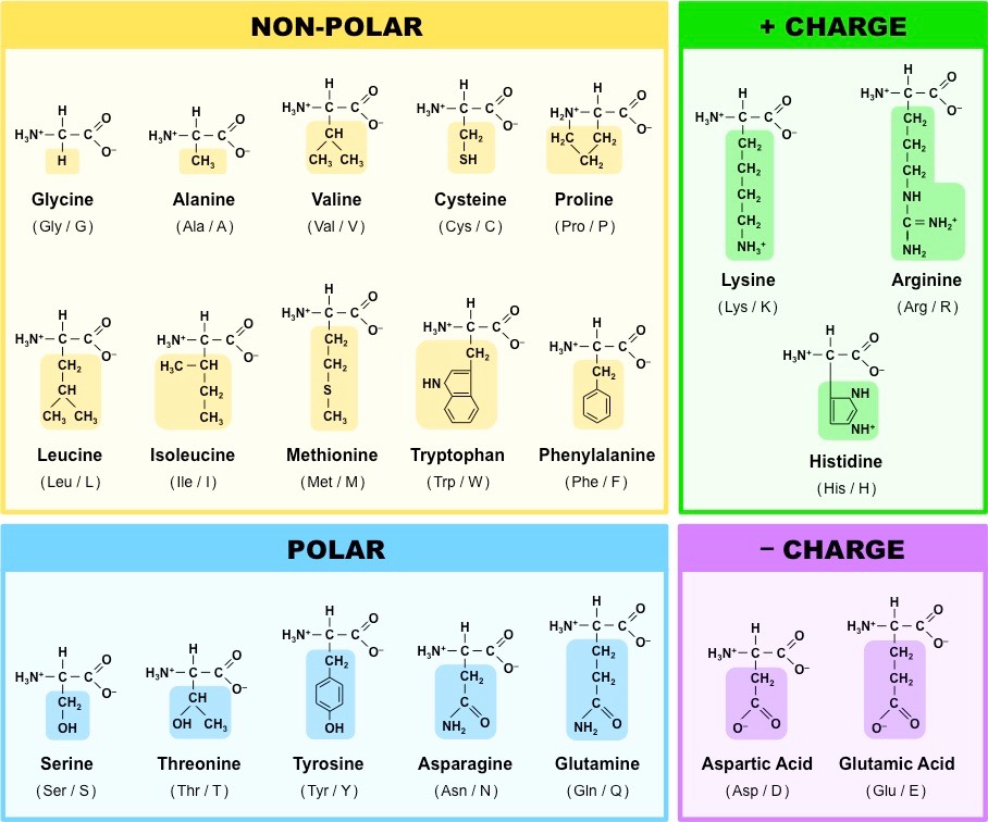 Amino acids, broken into categories. Non-polar includes glycine, alanine,
valine, cysteine, proline, leucine, isoleucine, methionine, tryptophan,
and phenylalanine. Polar includes serine, threonine, tyrosine, asparagine,
and glutamine. Positively charged includes lysine, arginine, and histidine.
Negatively charged includes aspartic acid and glutamic acid.