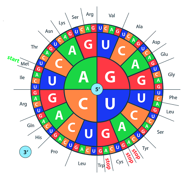 The codon wheel, with 5' in the middle and 3' on the edges. A is green,
G is red, C is orange, and U is blue. Moving outward, the 3-letter codes are:
Isoleucine: AUU, AUC, AUA.
Start Methionine: AUG.
Threonine: ACU, ACC, ACA, ACG.
Asparagine: AAU, AAC.
Lysine: AAA, AAG.
Serine: AGU, AGC.
Arginine: AGA, AGG.
Valine: GUU, GUC, GUA, GUG.
Alanine: GCU, GCC, GCA, GCG.
Aspartate: GAU, GAC.
Glutamate: GAA, GAG.
Glycine: GGU, GGC, GGA, GGG.
Phenylalanine: UUU, UUC.
Leucine: UUA, UUG.
Serine: UCU, UCC, UCA, UCG.
Tyrosine: UAU, UAC.
Stop: UAA, UAG.
Cysteine: UGU, UGC.
Stop: UGA.
Tryptophan: UGG.
Leucine: CUU, CUC, CUA, CUG.
Proline: CCU, CCC, CCA, CCG.
Histidine: CAU, CAC.
Glutamine: CAA, CAG.
Arginine: CGU, CGC, CGA, CGG.