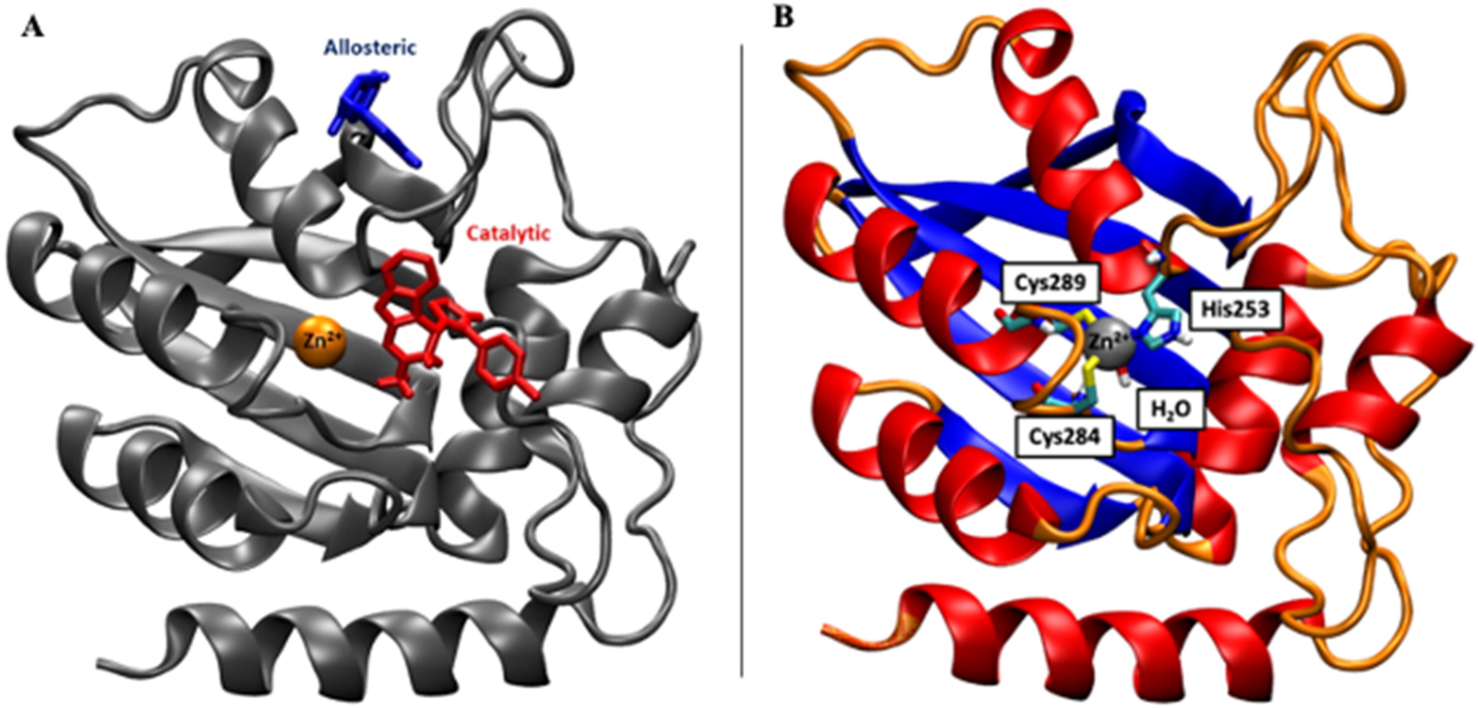 left: catalytic and allosteric binding sites, right: secondary structure of APOBEC3B