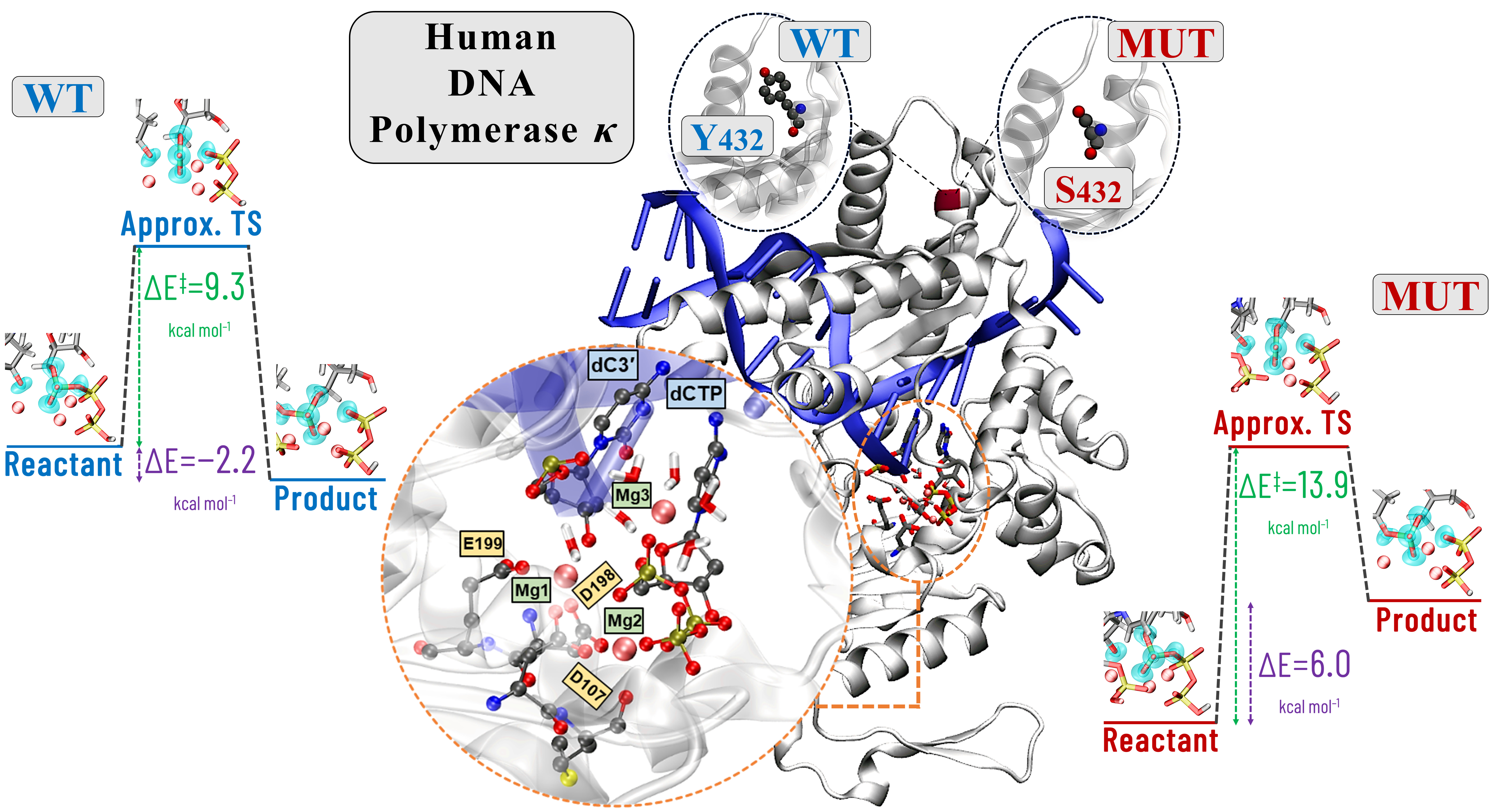 Human polymerase kappa, with zoom of active site and values for WT and Y432S mutant